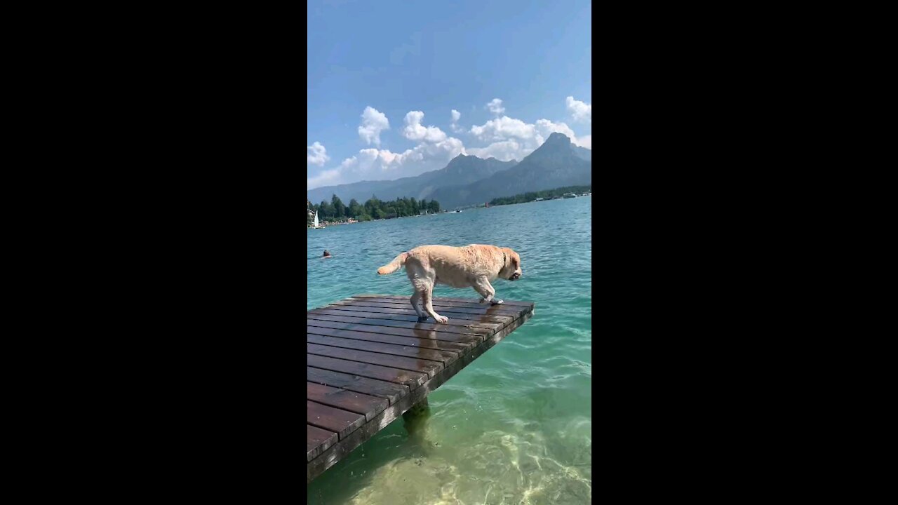 Labrador Diving ❤️