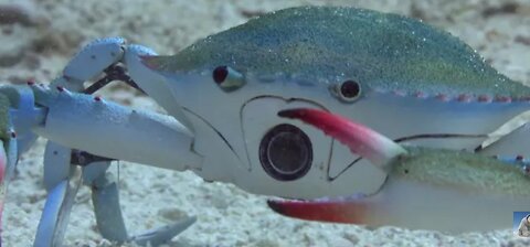 Will robot spy crab survive the killer punch of a peacock mantis shrimp