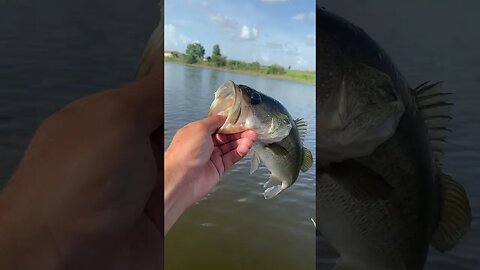 1st Bass on the kayak!