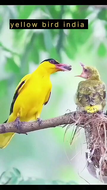 yellow brid india