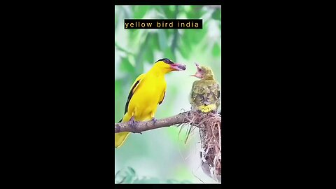 yellow brid india
