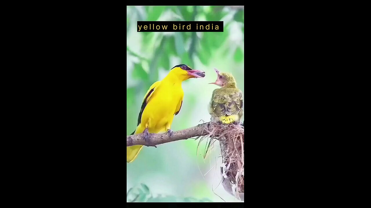 yellow brid india