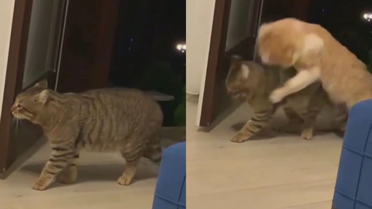 Suddenly Cat Get Afraid By Attack