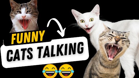 Funny Cats talking ! part 2