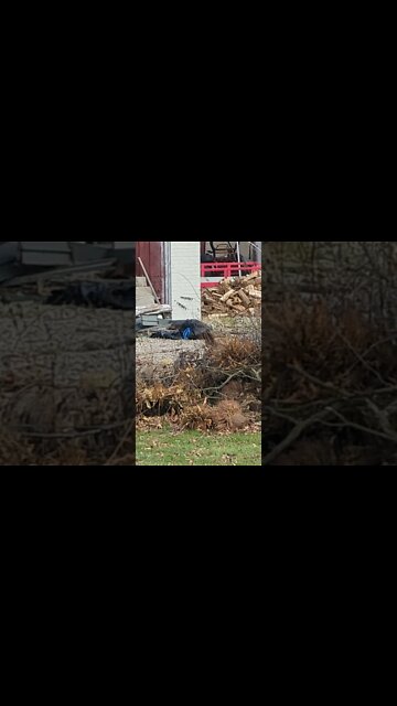 What Is That?! Is It Alive?