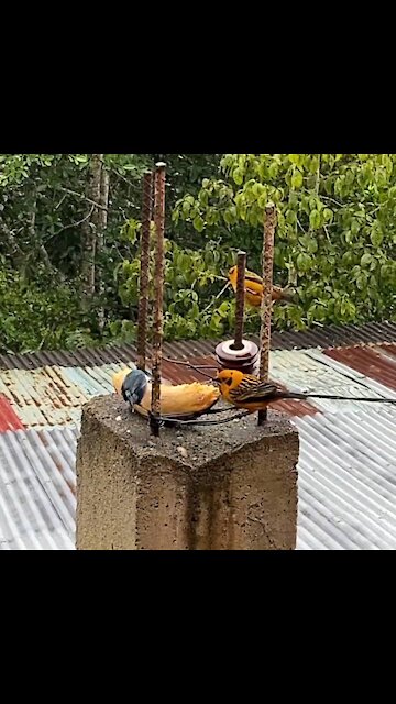 Bright colorful birds at a banana feeder