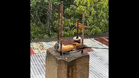 Bright colorful birds at a banana feeder