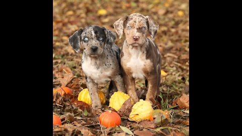 15 Rarest Dog Breeds in the World 2021