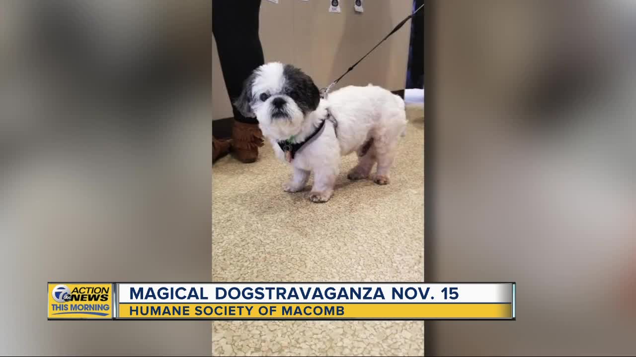 Humane Society of Macomb to host Magical Dogstravaganza