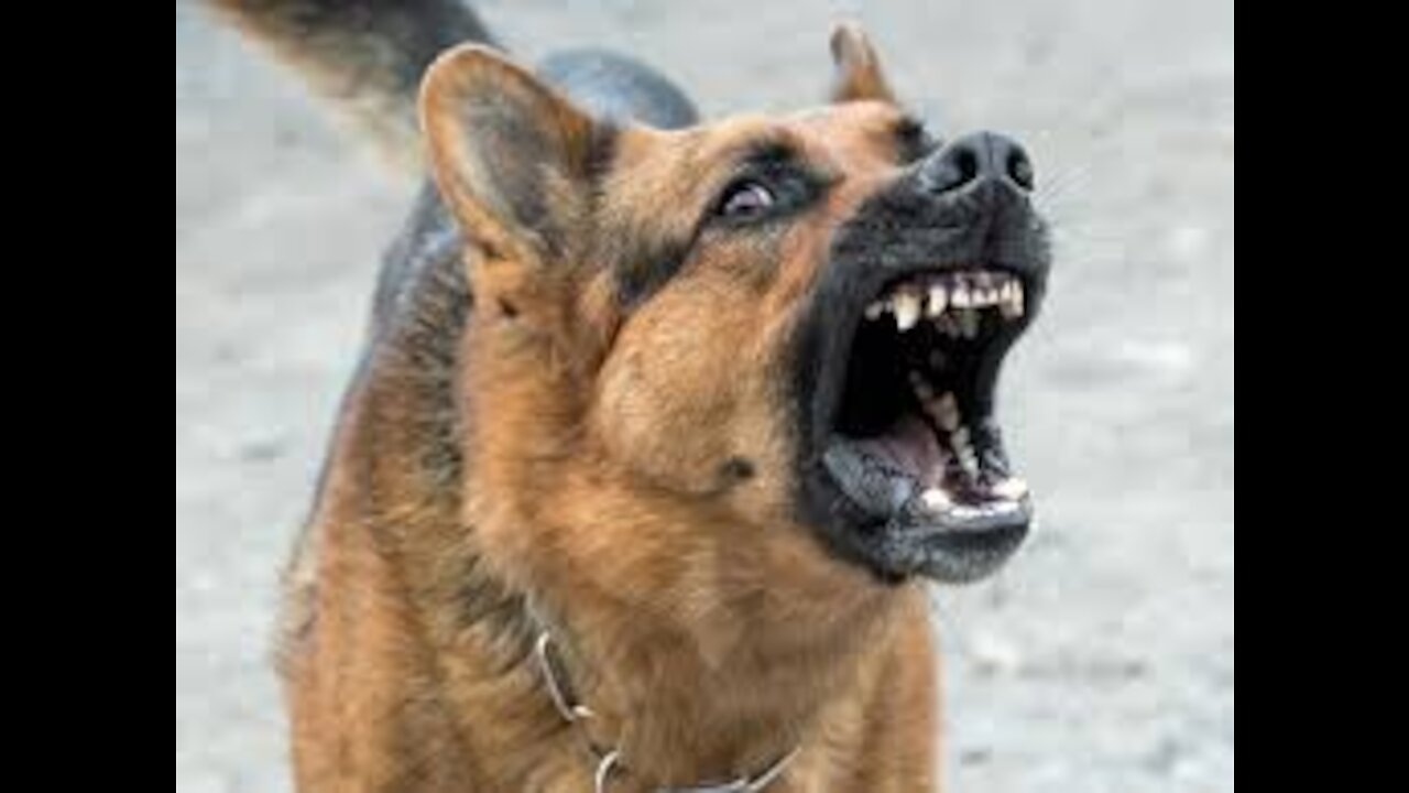 11_Dog barking voices that make your own dog bark (aggressive).