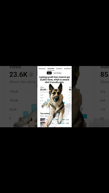 Maple Wants To Thank You 😊 #dog #newchannel #youtubeshorts #algorithm #subscribers