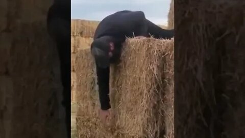 Braden, our ranch clown hard at work!