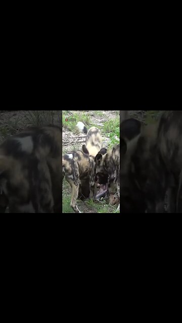 Painted Wolves Devour Prey #shorts