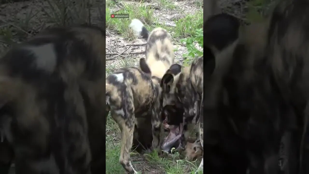 Painted Wolves Devour Prey #shorts