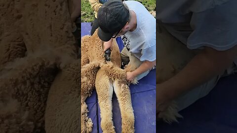 Alpaca hair cut - Sunny part 2 #farmlife #alpaca