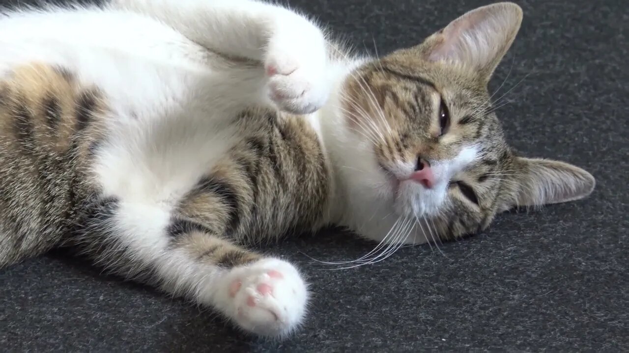 Little Cat Sleeps Like a Human