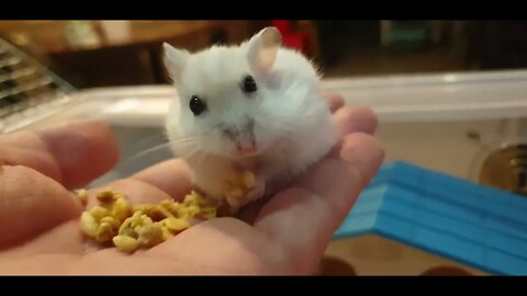 tiny hamster eating granola