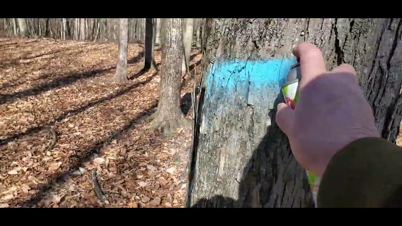 Timber Marking - Marking "Seed Trees" #forestmanagement #habitat #forester