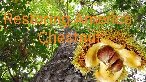 American chesnut - my restoration project