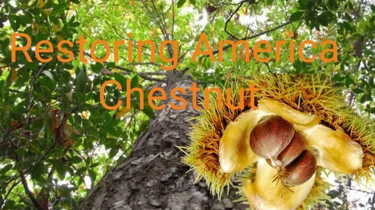 American chesnut - my restoration project