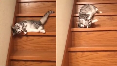 Very Funny Cat😂😂.
