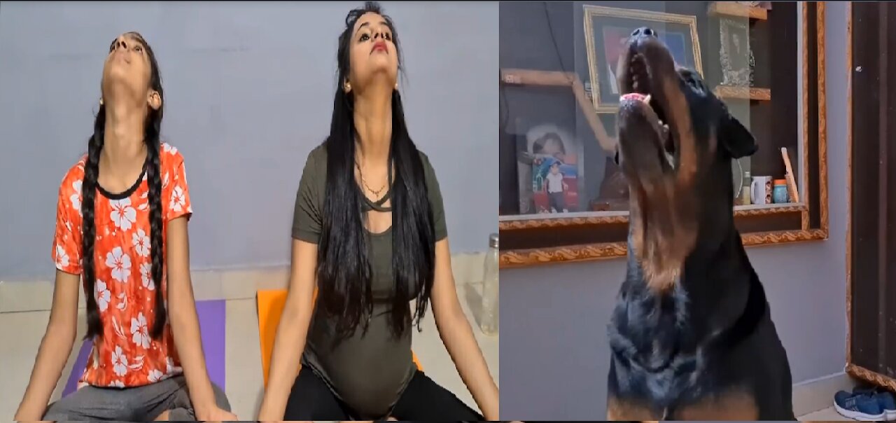 dog yoga funny videos