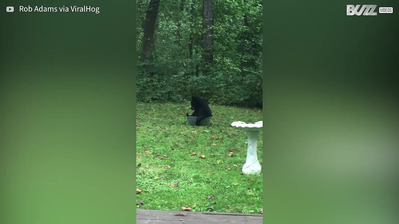 Urso aproveita bacia d’água no quintal de casa para se refrescar