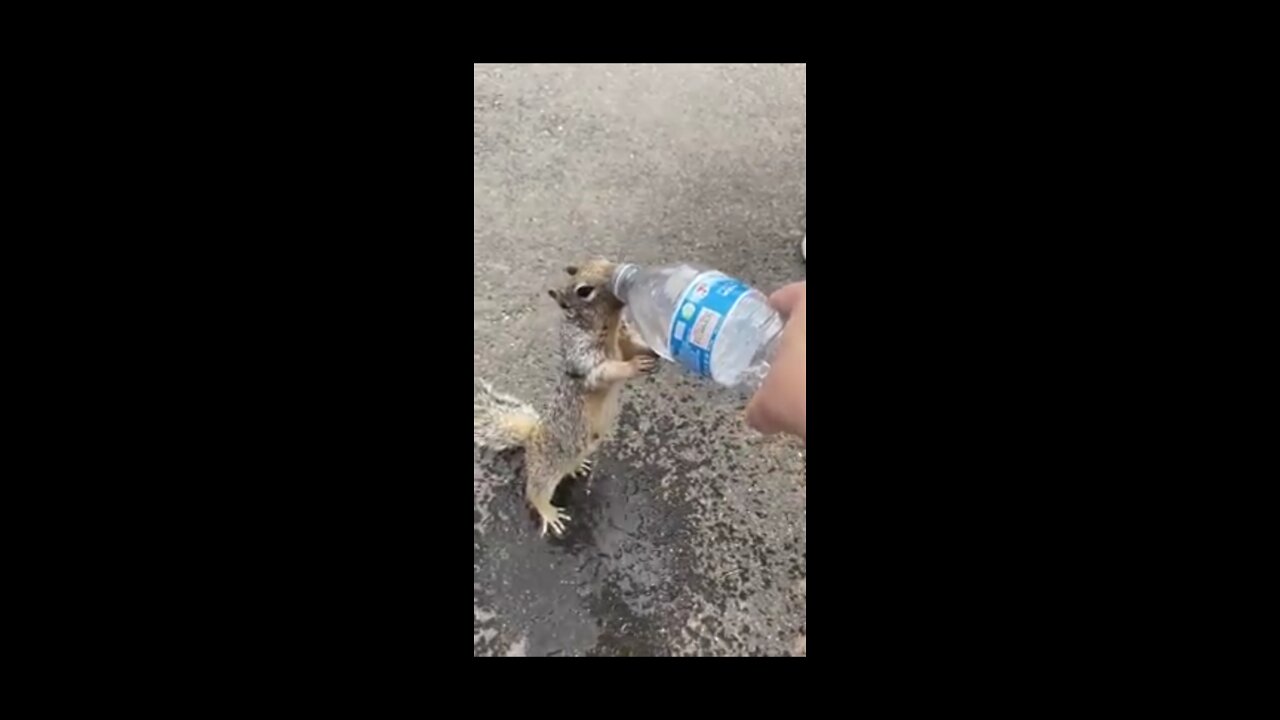 Amazing squirrel and a man