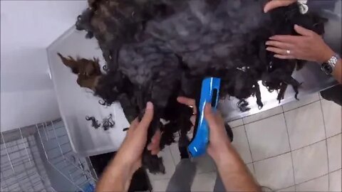 Grooming an extremely matted cat 12