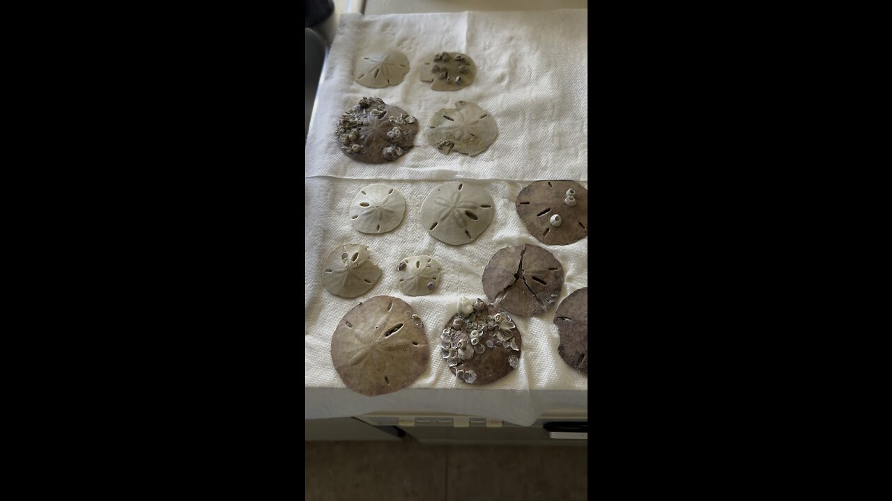 Beach Finds 9/3/2023 #Seashell #GaudyNautica #TigertailBeach #SandDollar #AlbinoNutmeg #4K #Idalia