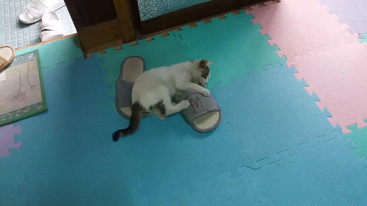 Look at my strong teeth.(51day old cat - part7)