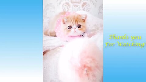 CUTE Pets And FUNNY Animals Compilation (WATCH AND ENJOY!)