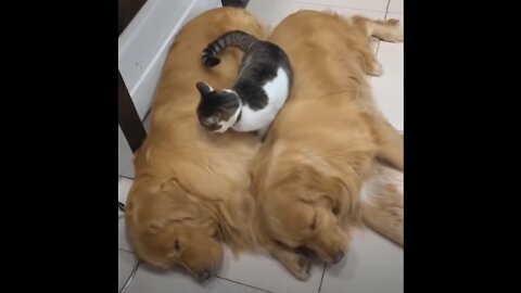 Baby Pets - Cute and Funny Pets