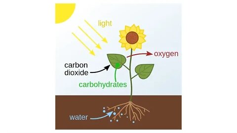 UN - CO2 Deadlier Than Cancer