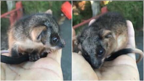 Baby procione soccorso sul ciglio della strada