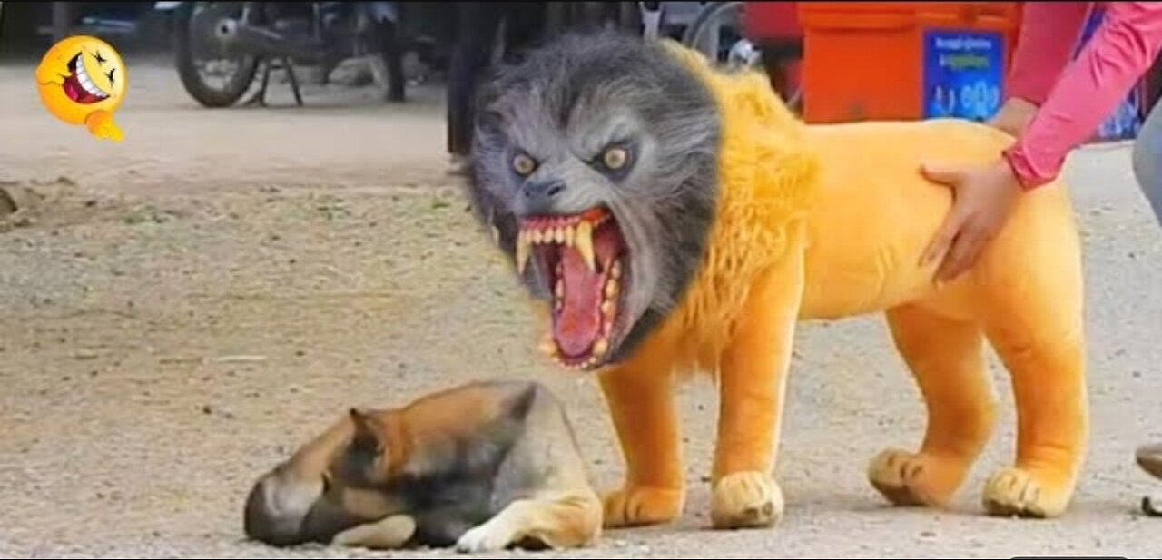 Troll Prank dog funny & fake lion and fake tiger prank to dog & hug box prank to dog