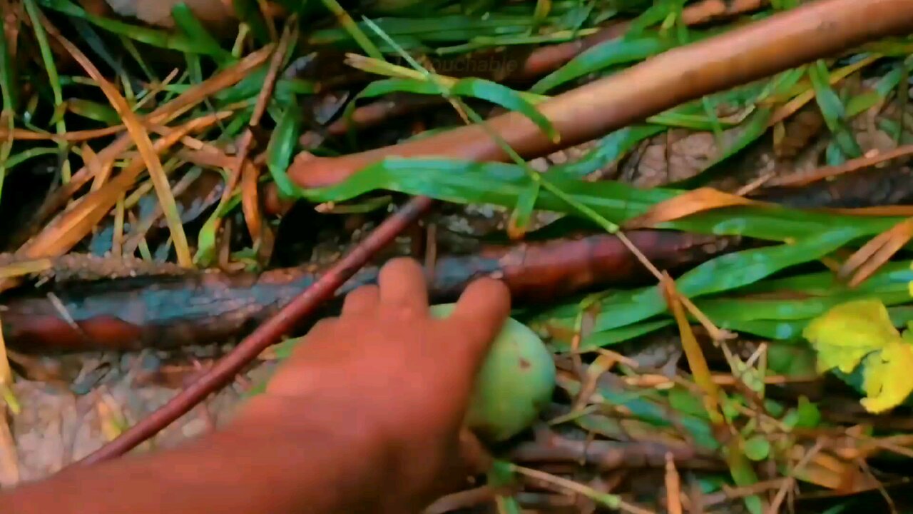 Untouchable || slow motion video || Mango season || Nature || Capcut template