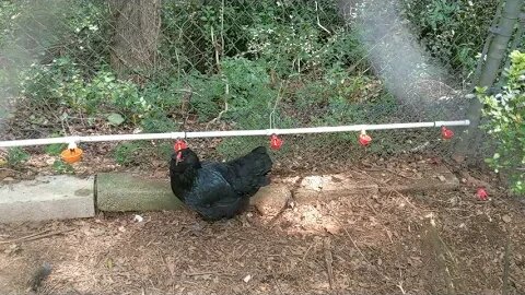 6 month update on the chickens we hatched back in February