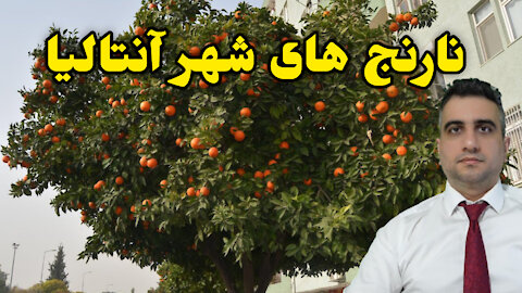 نارنجهای شهر انتالیا