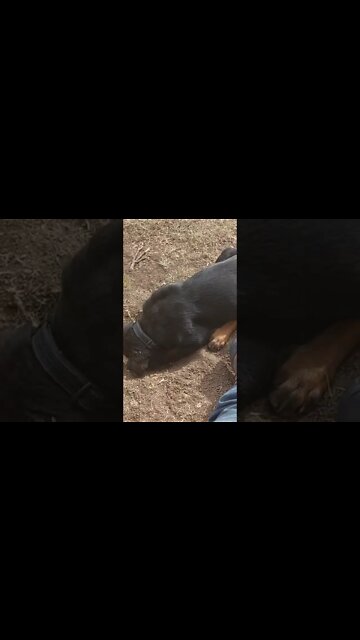 Rottweilers - Lil' Ed Is Trying To Tell Me Something. A Doctor Owned This House. What Lurks Beneath!