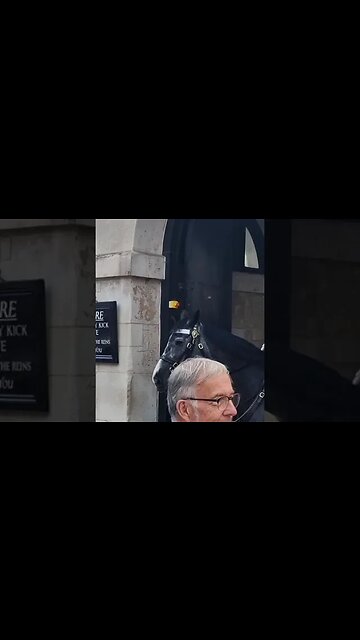She reached out to grab the reins guard shouts dont touch the reins #horseguardsparade