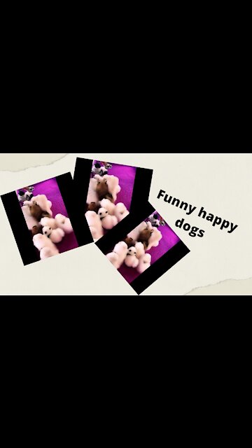 Funny Happy Dogs make you happy