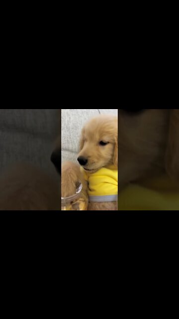 Golden retriever puppy, enjoying his favorite cookie ￼