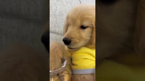 Golden retriever puppy, enjoying his favorite cookie ￼