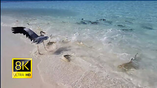 Dozens of Reef Sharks Join Feeding Frenzy in The Maldives