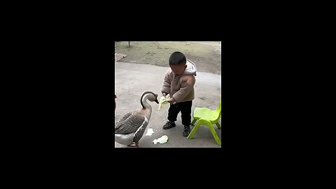 Swan and Kid Playtime