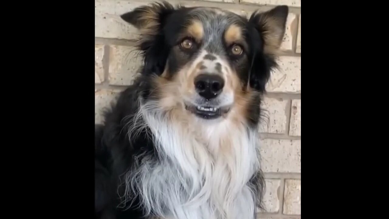 Funniest DOG Videos 🐶 You'll Be Howling With Laughter!