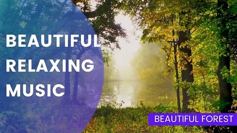 Beautiful Relaxing Music with Beautiful Forest as Background