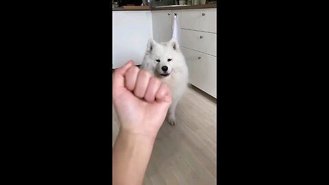 🖕🖕 With dogs reaction