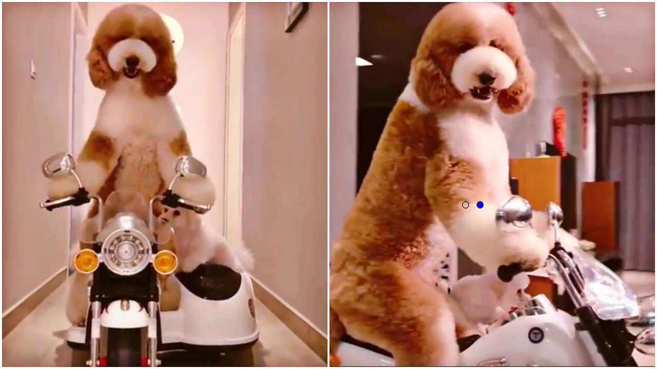 Funny Dog Enjoying Bike Riding | Dog Ride A Bike Toy At Home